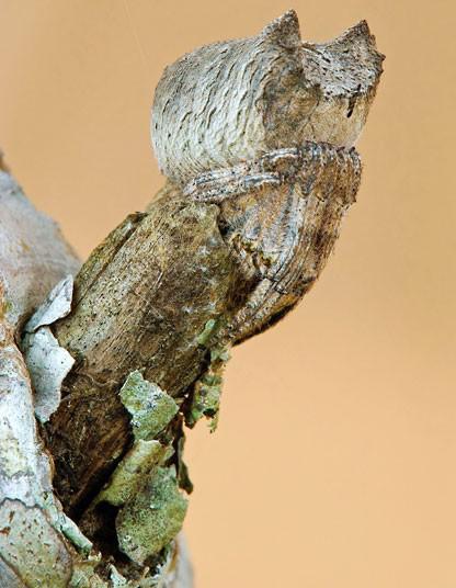 2 Tree stumpnbsporbweaver... Autors: Zirnrēklis Neparastākie zirnekļi #5
