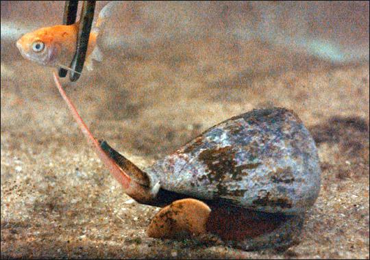 Konusveida gliemji izmanto... Autors: Lestets Tu mirsi lēnā un mokošā nāvē...