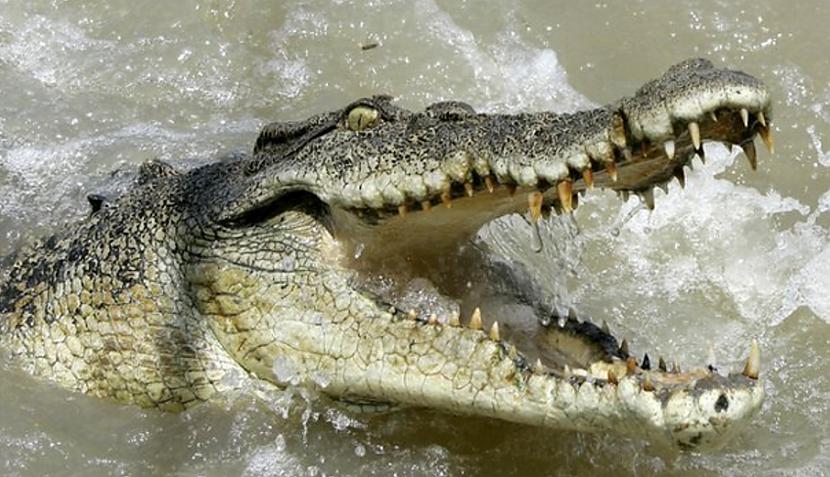 Sālsūdens krokodili ir... Autors: Lestets Tu mirsi lēnā un mokošā nāvē...