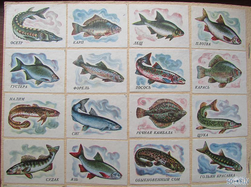 zivis zivis zivis Autors: pyrathe Bērnības dienu kolekcija: etiķetes no sērkociņu kastītēm (1.daļa)