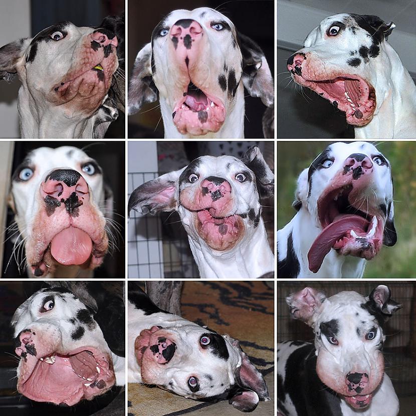  Autors: matilde Iepazīsties - Mutka, suns ar tūkstots sejām!