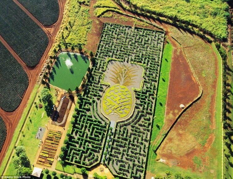 Havaju salas Ananasu... Autors: ezkins Labirinti, labirinti...