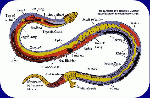 Jo siltāks čūskas ķermenis jo... Autors: Kapteinis Cerība Interesanti fakti par ČŪSKĀM