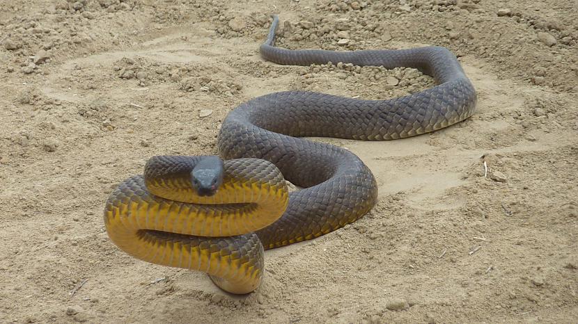 Iekscaronzemes taipan čūska... Autors: Kapteinis Cerība Interesanti fakti par ČŪSKĀM