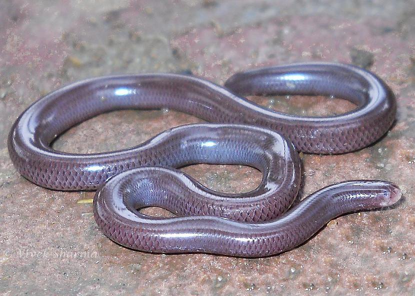 Ramphotyphlops braminus jeb... Autors: Kapteinis Cerība Interesanti fakti par ČŪSKĀM 2. daļa