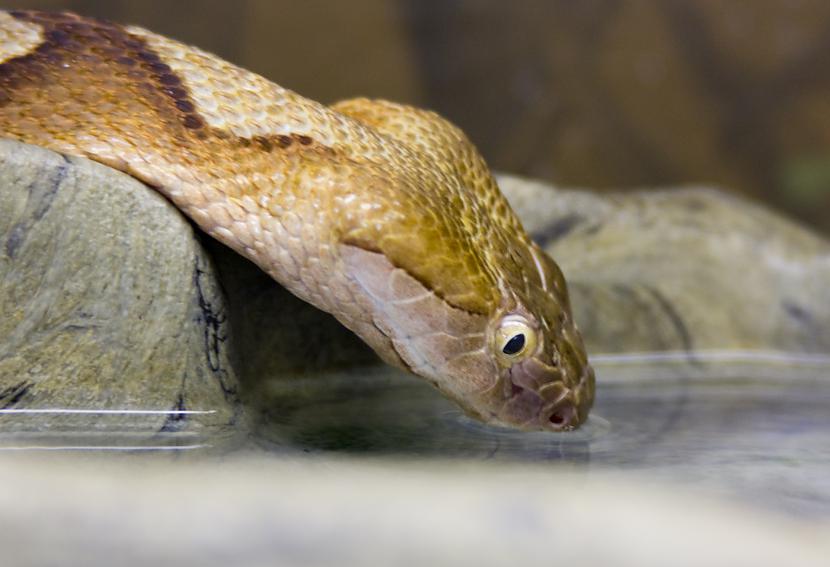 Čūskas nemēdz lakt ūdeni kā to... Autors: Kapteinis Cerība Interesanti fakti par ČŪSKĀM 3. daļa.