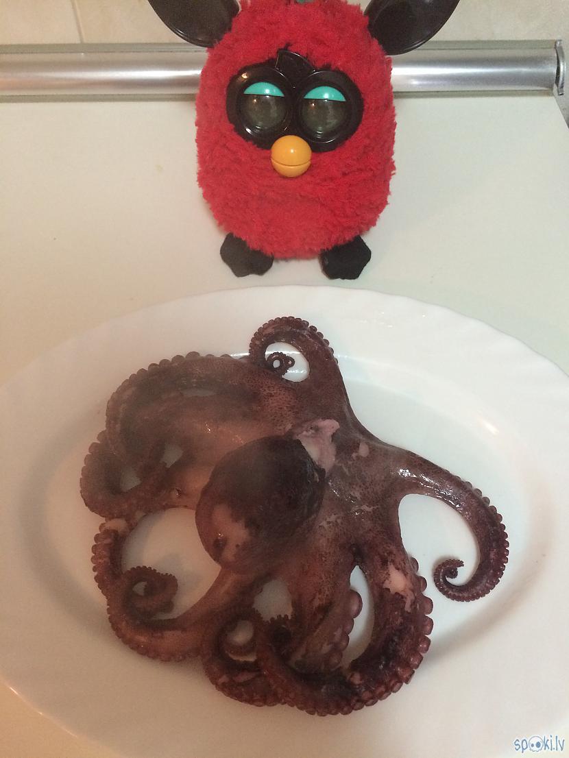 Astoņkājis izvārījies Šo uz 1... Autors: PrincesaChicle Astoņkāja salāti.
