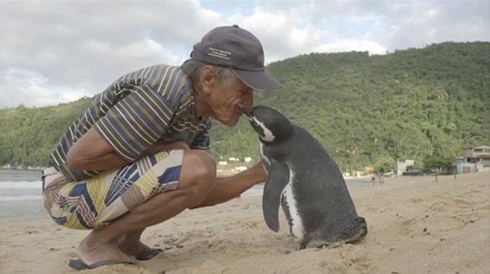  Autors: Ļurbaks Pingvīns katru gadu nopeld 5000km, lai apciemotu vīru, kas izglāba viņa dzīvību