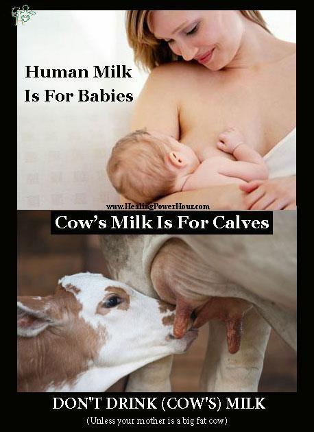 Govs piens tāpat kā kazas... Autors: littlecloud Piens - neveselīgs?
