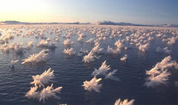 Ledus rozes tās veidojas tikai... Autors: theFOUR 10 fenomenālas parādības, kas sastopamas uz mūsu Zemes.