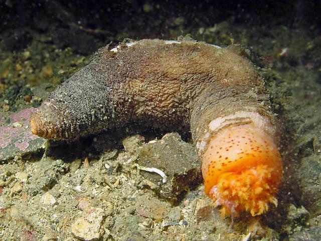 Jūras gurķi Holothuroidea... Autors: Bezvārdis Pasaules pretīgākie dzīvnieki