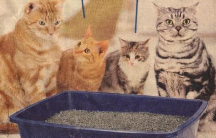 Ja kaķis neaprok savu kūciņu... Autors: KALENS Interesanti fakti par kaķiem!
