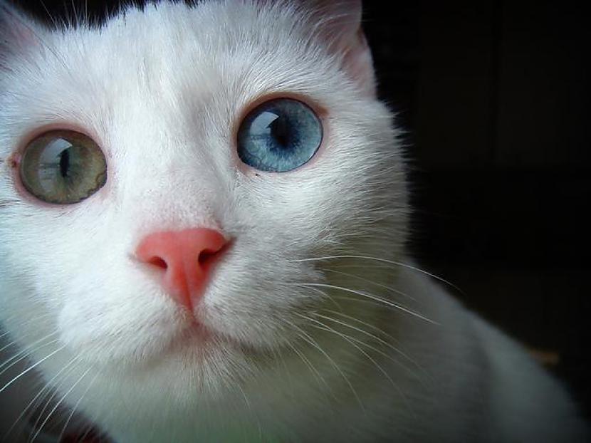 Katram kaķa degunam ir unikāls... Autors: KALENS Interesanti fakti par kaķiem!