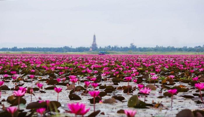 Nong Han Kumphawapi mdash... Autors: ezkins Unikāls ezers, nosēts ar spilgti rozā lotosiem