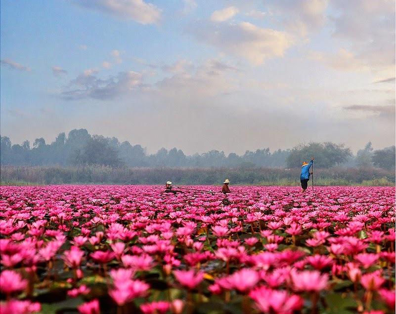 Kur vien skaties visur... Autors: ezkins Unikāls ezers, nosēts ar spilgti rozā lotosiem