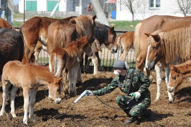 Kāds ekoloģijas biroja... Autors: rukšukskrienam Vēl joprojām radioaktīvs: 30 gadi kopš Černobiļas katastrofas