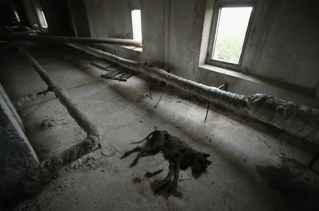 Kāds suns ņēmis nelabu galu 16... Autors: rukšukskrienam Vēl joprojām radioaktīvs: 30 gadi kopš Černobiļas katastrofas