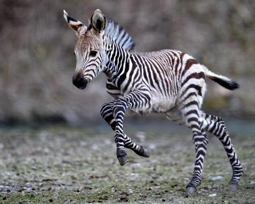 8 Zebra Autors: BlackBetty88 20 dzīvnieku mazuļi, kurus bieži neredzēsi!