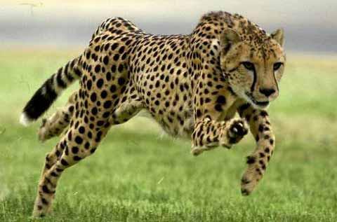 Gepardi ir ātrākie skrējēji... Autors: tāirmistērija Pasaule ir nezināmā pilna