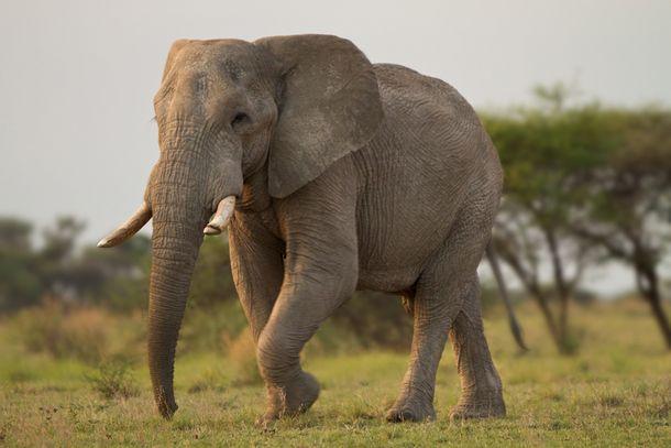Savādi bet ziloņiem ir arī... Autors: tāirmistērija Pasaule ir nezināmā pilna