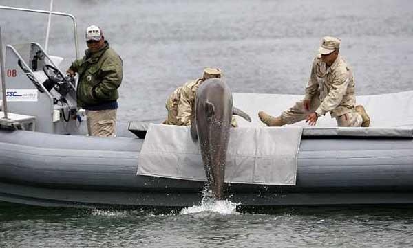 Pretterorisma delfīniKopscaron... Autors: Nilsons15 5 dīvaini militārie plāni, kā izmantot dzīvniekus kā ieročus
