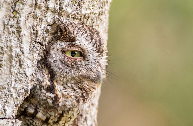 Eastern screech owl... Autors: ezkins Putnu fotokonkurss Audubon Photography Awards 2016
