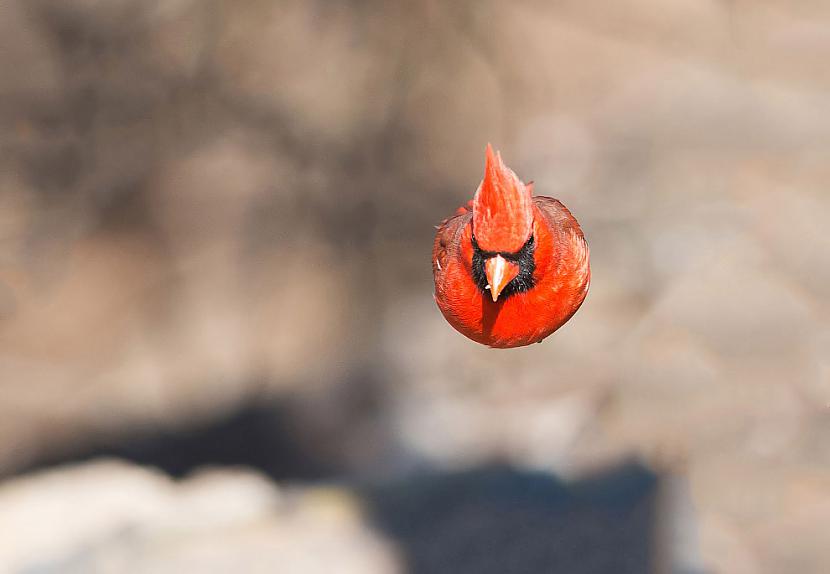 Red Cardinal PhotonbspBrian E... Autors: ezkins Putnu fotokonkurss Audubon Photography Awards 2016