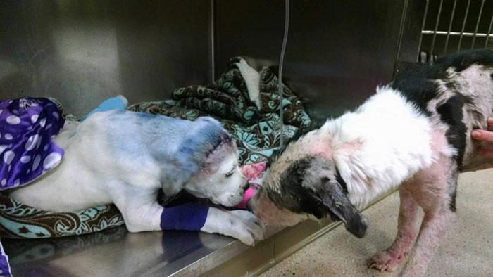 Lai gan abi sunīscaroni netika... Autors: matilde Izglābtais suņuks palīdz savam mazajam draugam, kurš bija spīdzināts