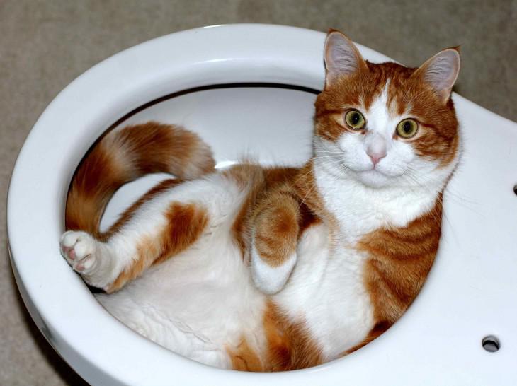 Aizgāji pusmiegā uz tualeti... Autors: Lords Lanselots Vietas, kur Tu nekādīgi nebiji gaidījis ieraudzīt kaķi