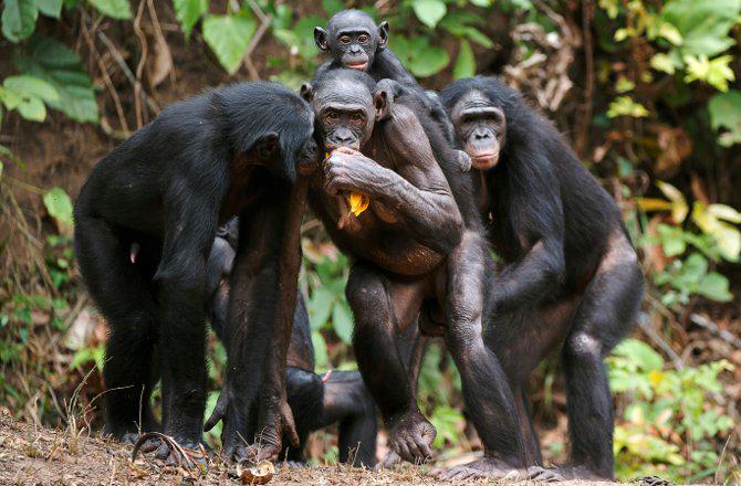 Ir pierādīts ka tāda primātu... Autors: im mad cuz u bad Kāpēc vīriešiem interesē sieviešu krūtis? No zinātniskā viedokļa