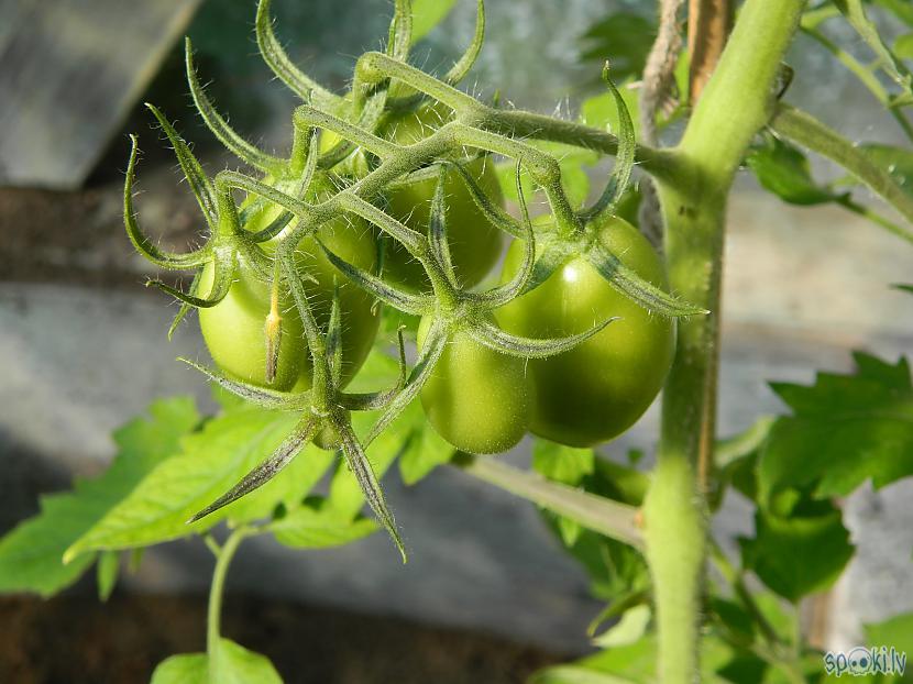 Re kādi auglīscaroni jau klāt  Autors: Werkis2 Sējam un audzējam tomātus 2016_3.daļa.