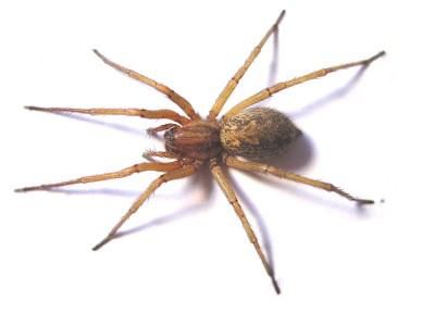 Ir zirnekļu suga kuras... Autors: madddd 50 interesanti fakti, kuri Tevi noteikti pārsteigs.