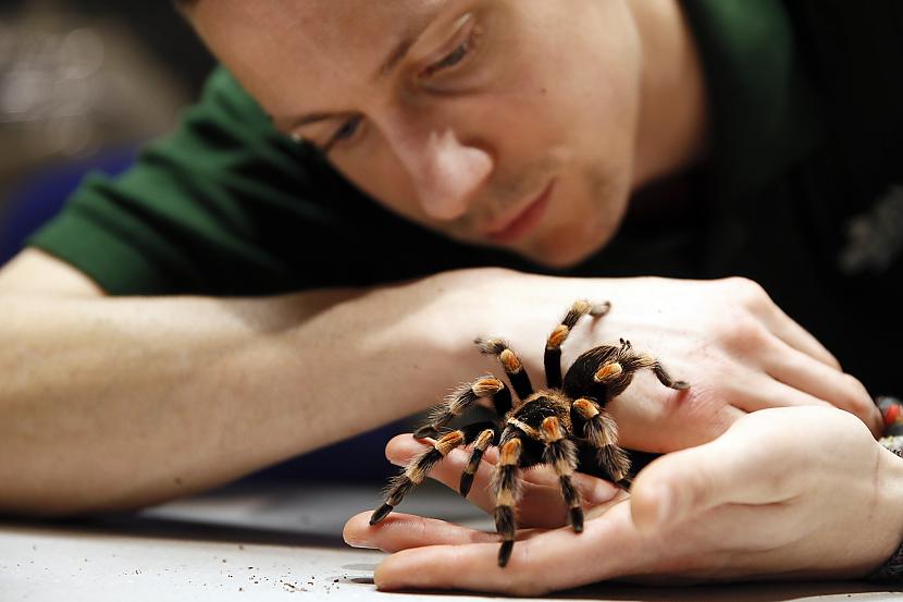Tātad plascaronākas... Autors: Zirnrēklis Eksperiments ar tarantula indi