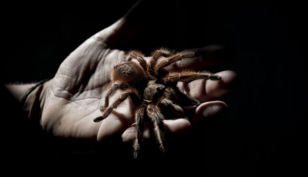 Viena no piedāvātajām zirnekļu... Autors: Zirnrēklis Zirnekļu audzētava