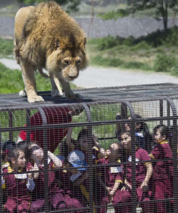  Autors: sfinksa Zooparks ar cilvēkiem krātiņos
