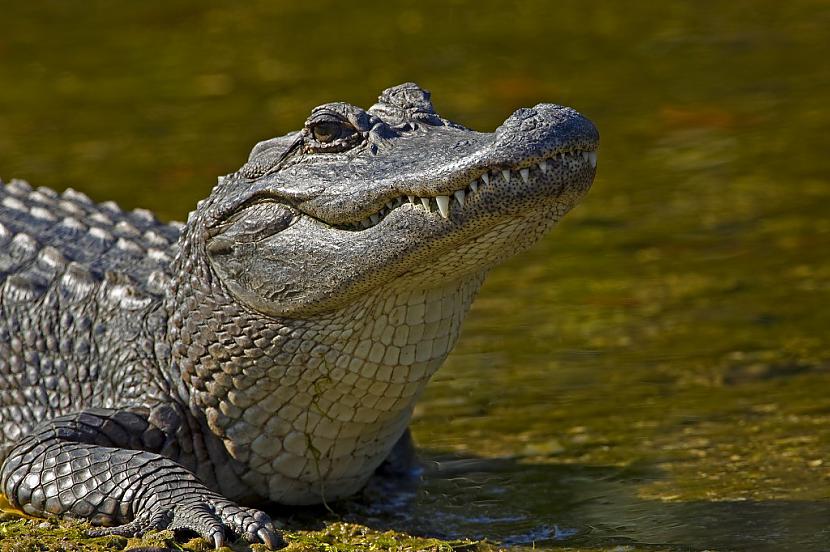 Ja tev uzbrūk krokodils tad... Autors: Čarizards Dažādi fakti par dzīvniekiem