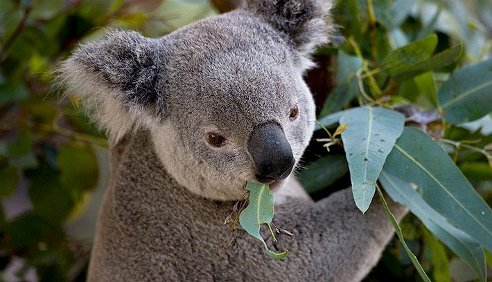 Koalas pārtiek tikai no... Autors: Čarizards Dažādi fakti par dzīvniekiem