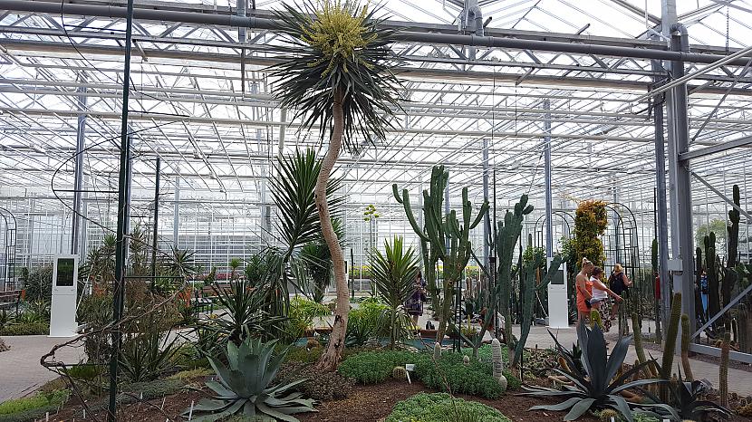 Daudz dažādu šķirņu kaktusi... Autors: ghost07 Apmeklēju Salaspils botanisko dārzu