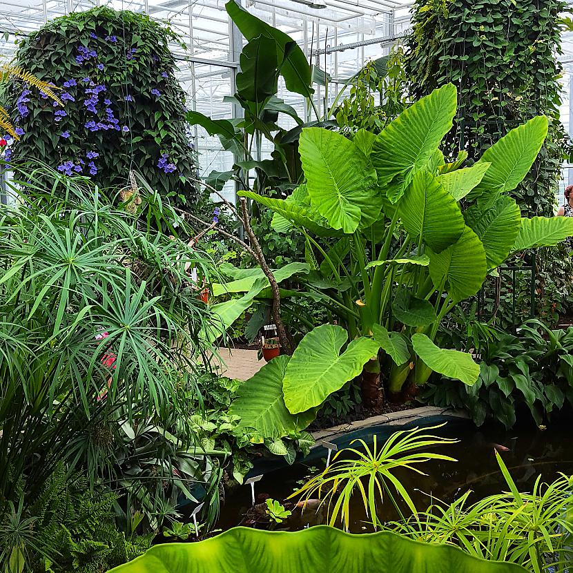 Tropu džungļi Autors: ghost07 Apmeklēju Salaspils botanisko dārzu
