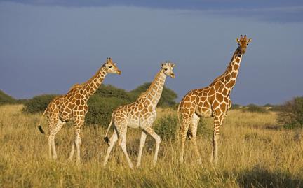 Nav divu vienādu žirafu  katrs... Autors: Fosilija Random fakti par žirafēm