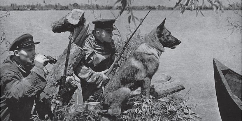 nbsp nbsp1930gadā trīs suņu... Autors: Mao Meow PSRS prettanku suņi pašnāvnieki!