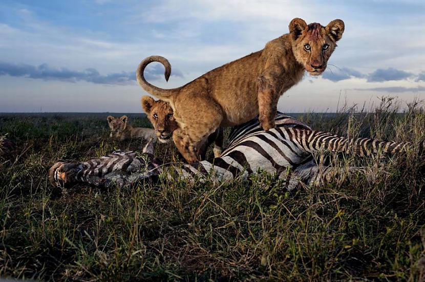 Serengeti nacionālais parks... Autors: sfinksa Aizraujoši tūrisma objekti pasaulē