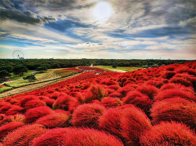 Hitachi Seaside Park Japāna Autors: sfinksa Aizraujoši tūrisma objekti pasaulē