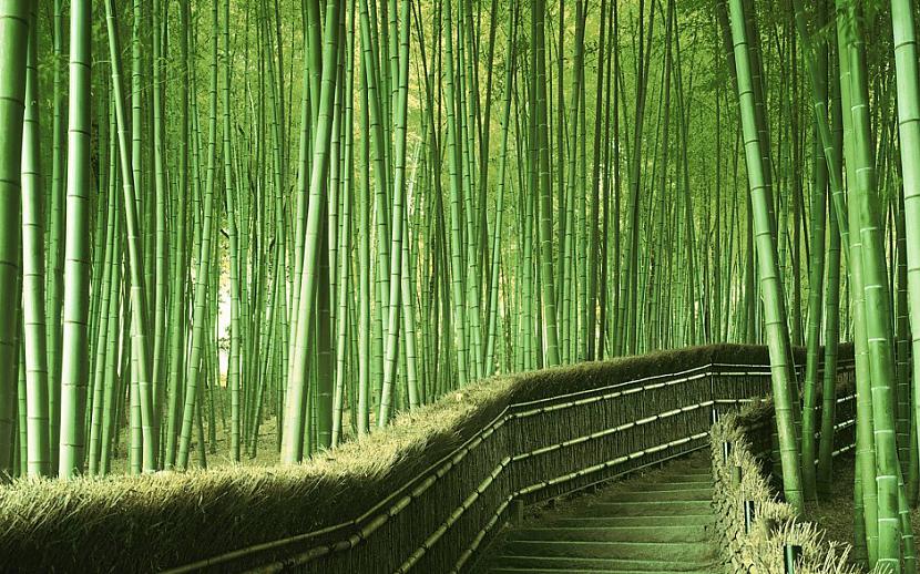 Sagano bambusu mežs Japāna Autors: sfinksa Aizraujoši tūrisma objekti pasaulē