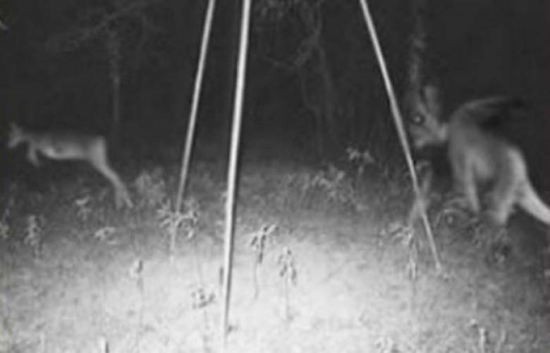 Scaronajā fotogrāfijā redzam... Autors: Testu vecis Baisākās mežā uzņemtās fotogrāfijas