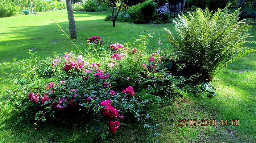 Lielā rožu dobe pagalmā Autors: rasiks Ekskursija pašas dārzā