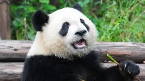 Ķīnā pandas nogalināscaronana... Autors: Ilvars Ulmanis 16 dažādi interesanti fakti