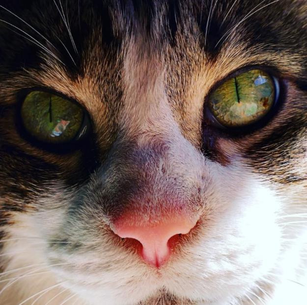  Autors: matilde 21 kaķi, kuri pierādīs, ka viņu acis ir skaistākas par cilvēku acīm