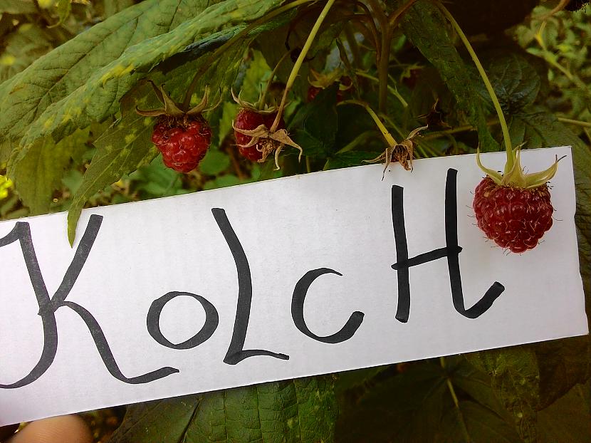  Autors: Kolch As Ogas.