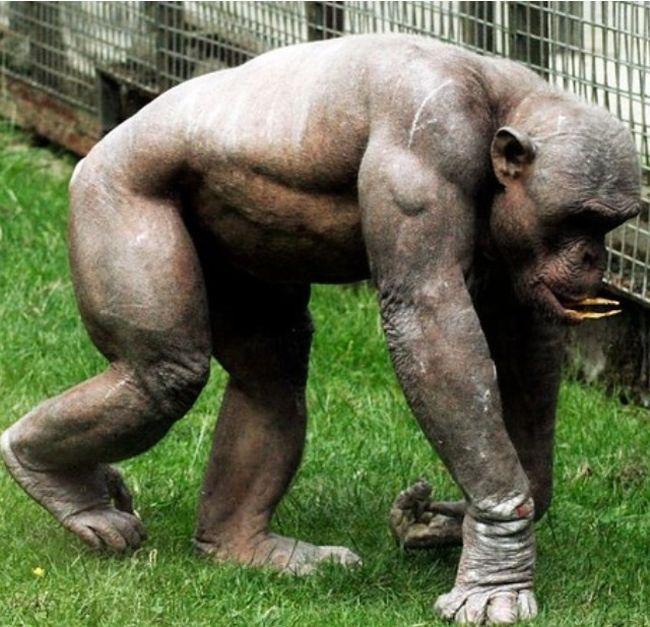 Scaronimpanze bez apmatojuma... Autors: kaķūns 60+ interesanti foto ar aprakstiņiem